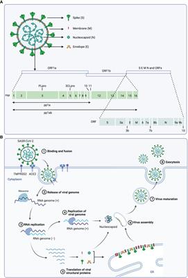 Involvement of the STING signaling in COVID-19